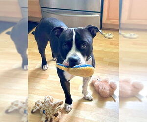 American Pit Bull Terrier Dogs for adoption in Rockville, MD, USA