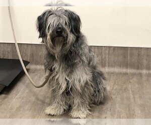 Bearded Collie Dogs for adoption in Pasadena, CA, USA