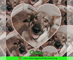 German Shepherd Dog Dogs for adoption in Pensacola, FL, USA