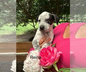 American Pit Bull Terrier-Unknown Mix Dogs for adoption in Oak Bluffs, MA, USA