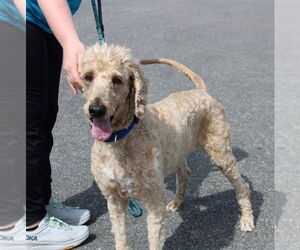 Labrador Retriever-Unknown Mix Dogs for adoption in Chestertown, MD, USA