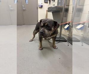American Pit Bull Terrier-Unknown Mix Dogs for adoption in Sanford, FL, USA