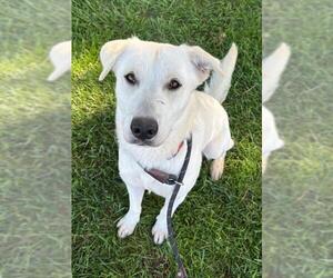 Labrador Retriever-Unknown Mix Dogs for adoption in Woodland, CA, USA