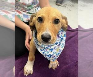 Plott Hound-Unknown Mix Dogs for adoption in Stockton, CA, USA