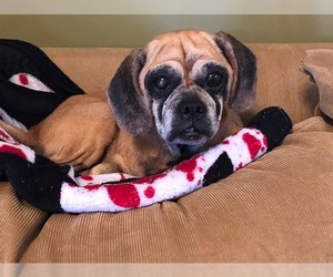 Puggle Dogs for adoption in Newtown, PA, USA