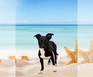 Mutt Dogs for adoption in San Martin, CA, USA