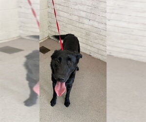 German Shepherd Dog Dogs for adoption in San Bernardino, CA, USA