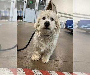 Cockapoo Dogs for adoption in Santa Monica, CA, USA