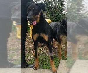 Doberman Pinscher-Unknown Mix Dogs for adoption in Chico, CA, USA
