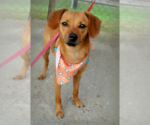 Chihuahua Dogs for adoption in Holly Springs, MS, USA
