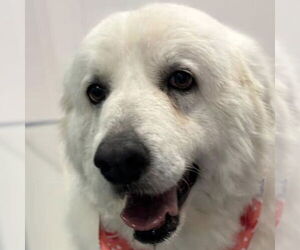 Great Pyrenees Dogs for adoption in Dallas, TX, USA