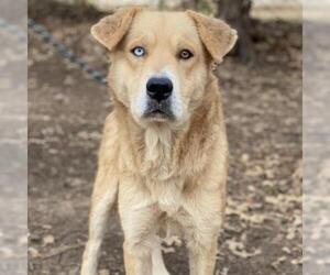 - Mix Dogs for adoption in Denison, TX, USA