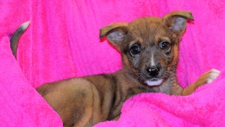 Sheprador Dogs for adoption in Mukwonago, WI, USA