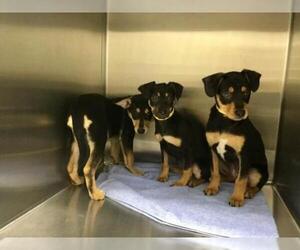 Rat-Cha Dogs for adoption in New Smyrna Beach, FL, USA