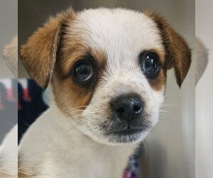 Mutt Dogs for adoption in Pleasanton, CA, USA