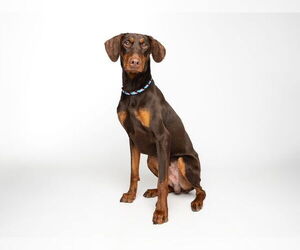 Doberman Pinscher Dogs for adoption in Santa Cruz, CA, USA
