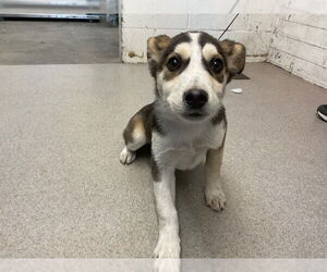 German Shepherd Dog-Unknown Mix Dogs for adoption in San Bernardino, CA, USA