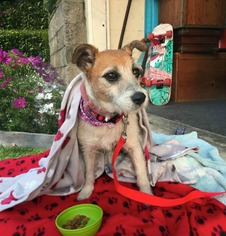 Jack Russell Terrier Dogs for adoption in Redondo Beach, CA, USA