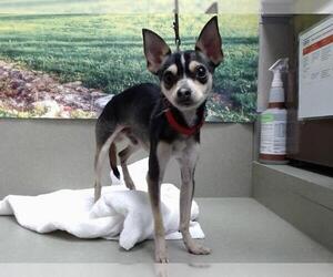 Chihuahua-Unknown Mix Dogs for adoption in Moreno Valley, CA, USA