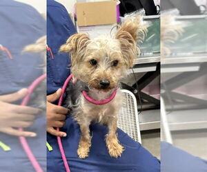 Mutt Dogs for adoption in Forestville, MD, USA