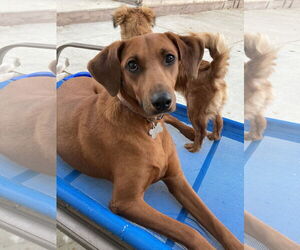 Medium Photo #6 Rhodesian Ridgeback-Vizsla Mix Puppy For Sale in San Diego, CA, USA