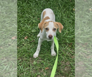 Chiweenie Dogs for adoption in Cranston, RI, USA