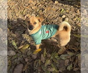 Pug-Unknown Mix Dogs for adoption in Chico, CA, USA