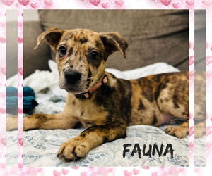 Catahoula Leopard Dog-Unknown Mix Dogs for adoption in Rockaway, NJ, USA