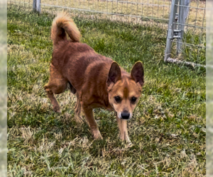 Chihuahua-Unknown Mix Dogs for adoption in Sistersville, WV, USA
