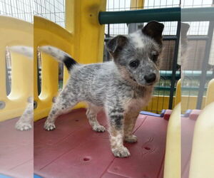Mutt Dogs for adoption in Highland, IL, USA