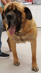 Mastiff-Unknown Mix Dogs for adoption in Spokane, WA, USA