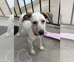 Mutt Dogs for adoption in Parker Ford, PA, USA