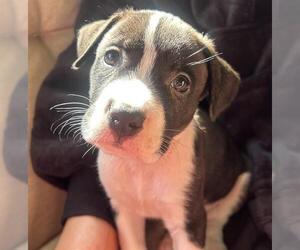 Boxador Dogs for adoption in San Antonio, TX, USA