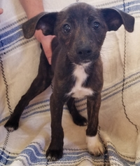 Rat-Cha Dogs for adoption in SHERBURNE, NY, USA