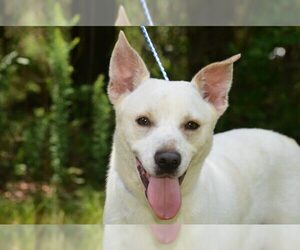 Alaskan Husky-German Shepherd Dog Mix Dogs for adoption in Siler City, NC, USA