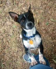Medium Photo #1 Dorgi Puppy For Sale in Flower Mound, TX, USA