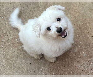 Maltese-Unknown Mix Dogs for adoption in Oak Bluffs, MA, USA