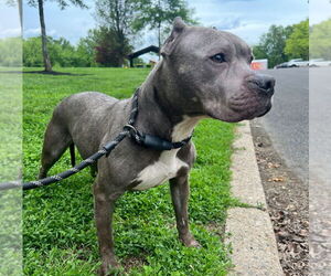 American Staffordshire Terrier Dogs for adoption in Lawrenceville, NJ, USA