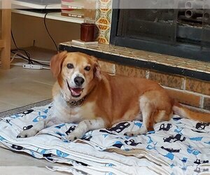 Beago Dogs for adoption in Tucson, AZ, USA