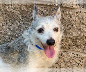 Parson Russell Terrier-Unknown Mix Dogs for adoption in Moreno Valley, CA, USA