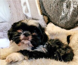 Shih Tzu Dogs for adoption in Holly Springs, NC, USA