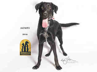 Lab-Pointer Dogs for adoption in Moreno Valley, CA, USA