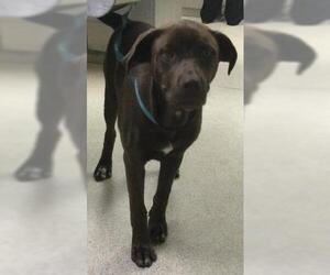 Labrador Retriever Dogs for adoption in Riverside, CA, USA
