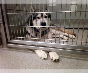 Siberian Husky-Unknown Mix Dogs for adoption in Las Vegas, NV, USA