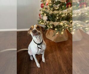 Harrier Dogs for adoption in Denton, TX, USA