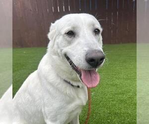 Labrador Retriever-Unknown Mix Dogs for adoption in San Diego, CA, USA