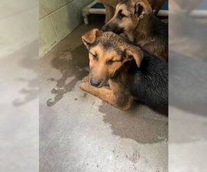 German Shepherd Dog-Unknown Mix Dogs for adoption in Stockton, CA, USA