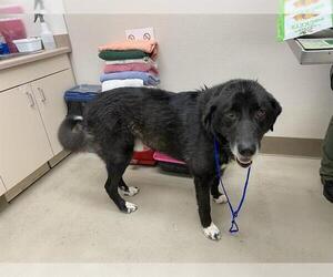 Anatolian Shepherd-Border Collie Mix Dogs for adoption in McKinleyville, CA, USA
