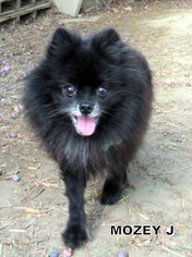 Pomeranian Dogs for adoption in Lindsay, CA, USA