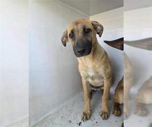 Black Mouth Cur-Unknown Mix Dogs for adoption in Houston, TX, USA
